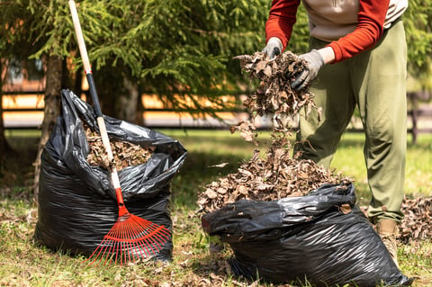 Man raking fallen leaves collecting dry leaves in bag